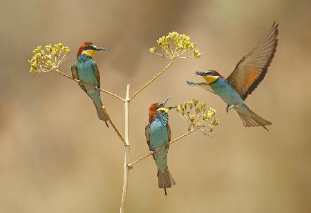 Bee-eaters - who will earn the Bee...