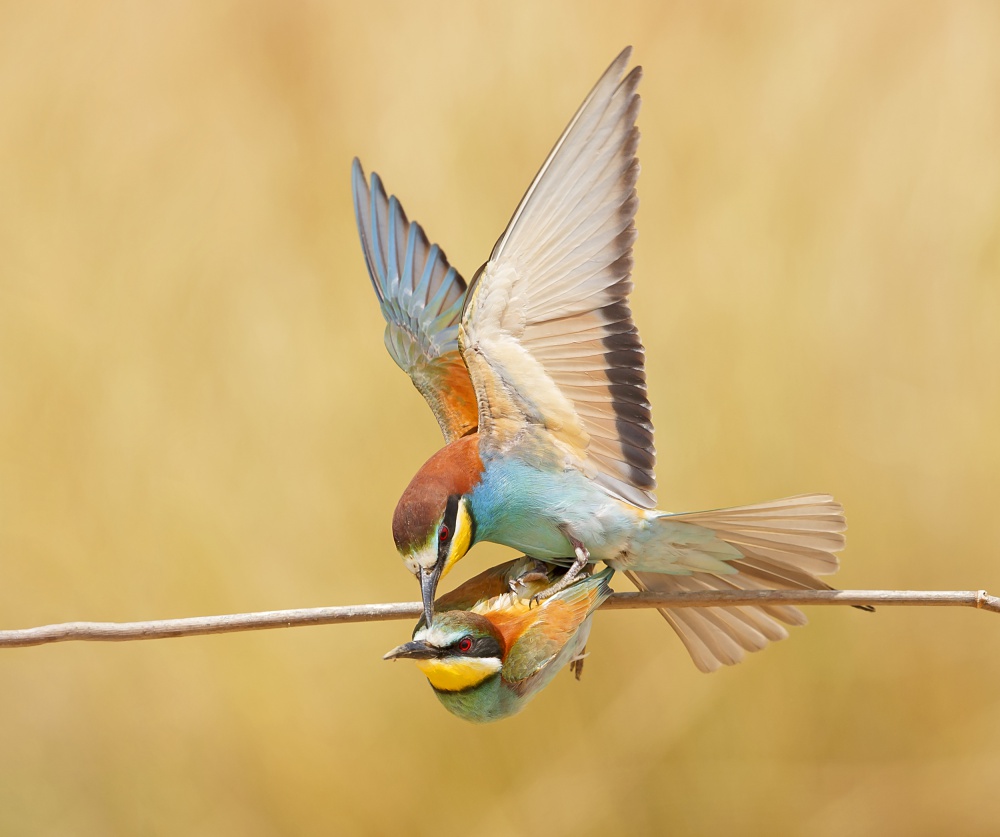 Bee-eaters love à Shlomo Waldmann