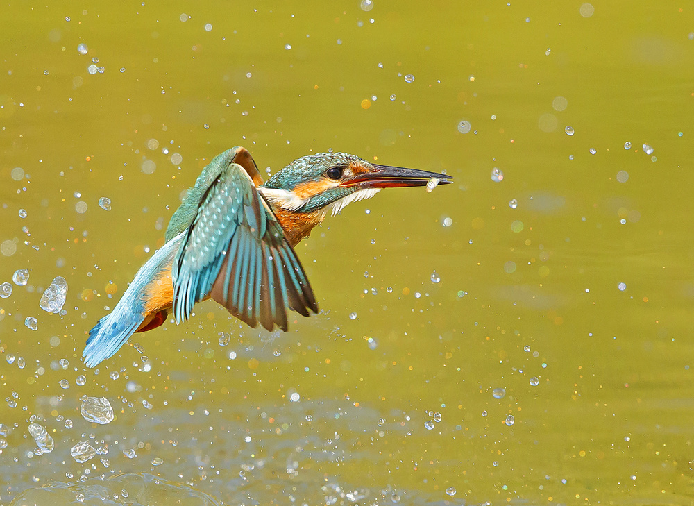 KING+FISH=Kingfisher à Shlomo Waldmann