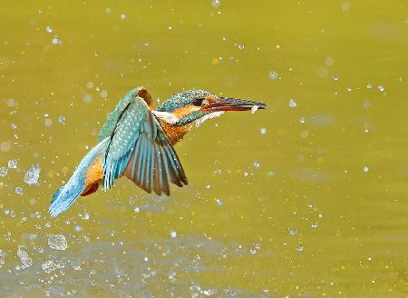 KING+FISH=Kingfisher