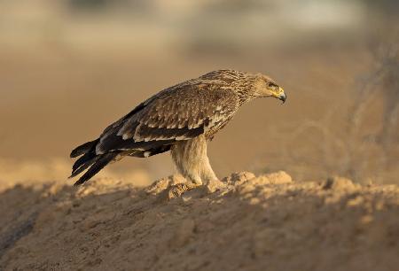 Imperial Eagle