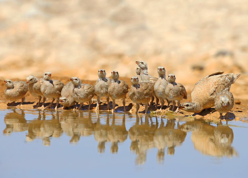 Sand-partridge Family2 à Shlomo Waldmann