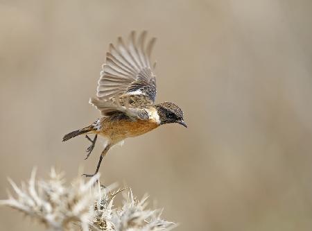 Stonechat