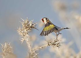 Goldfinch - carefull