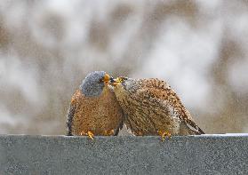 Lesser Kestrel , Kiss..