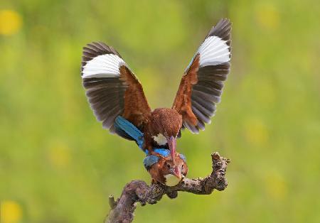 White throated Kingfishers