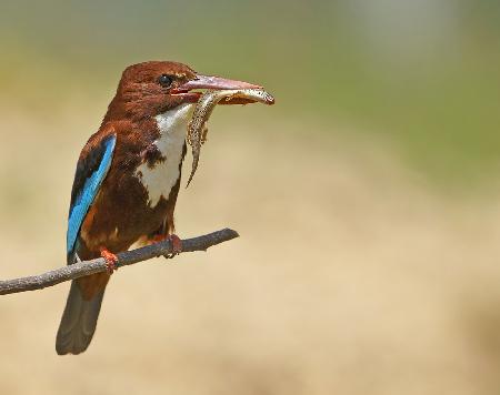 White Throated Kingfisher