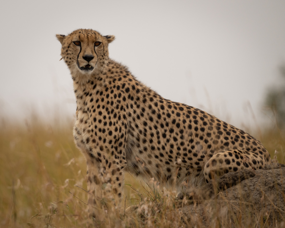 Cheetah ..Mara triangle à Shobhit Chawla