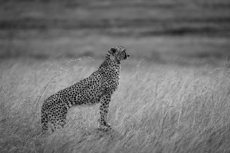 cheetah times Maratriangle