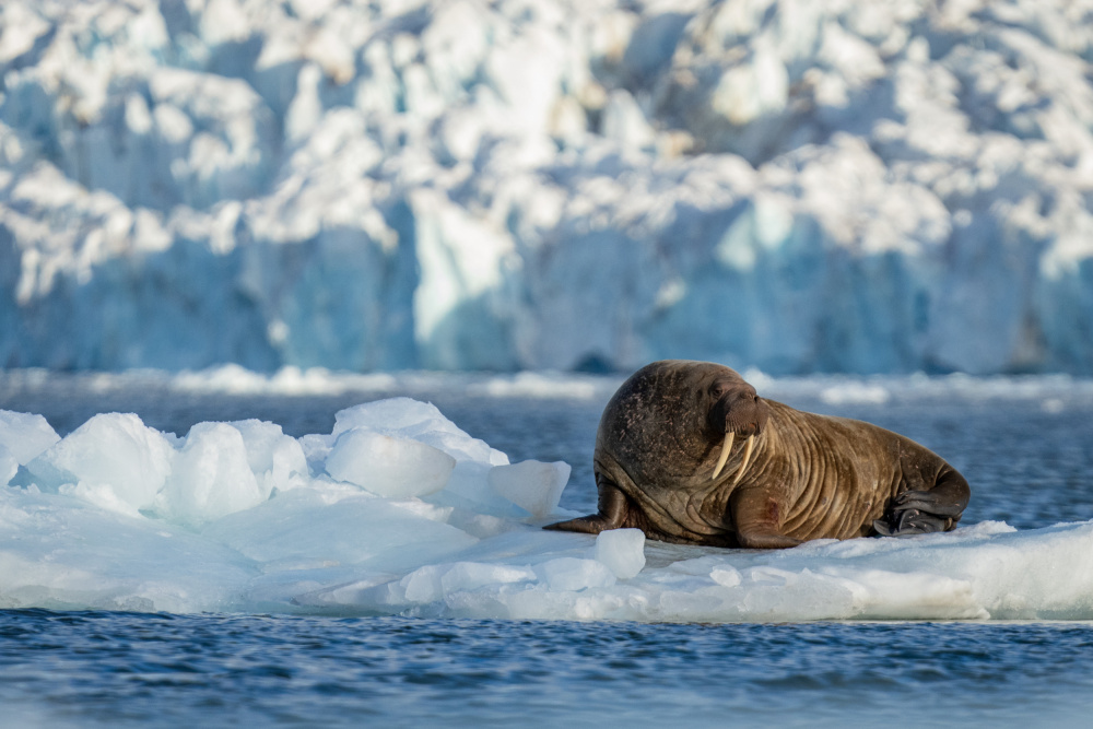 Svalbard .. Mr Walrus on ice throne.. à Shobhit Chawla