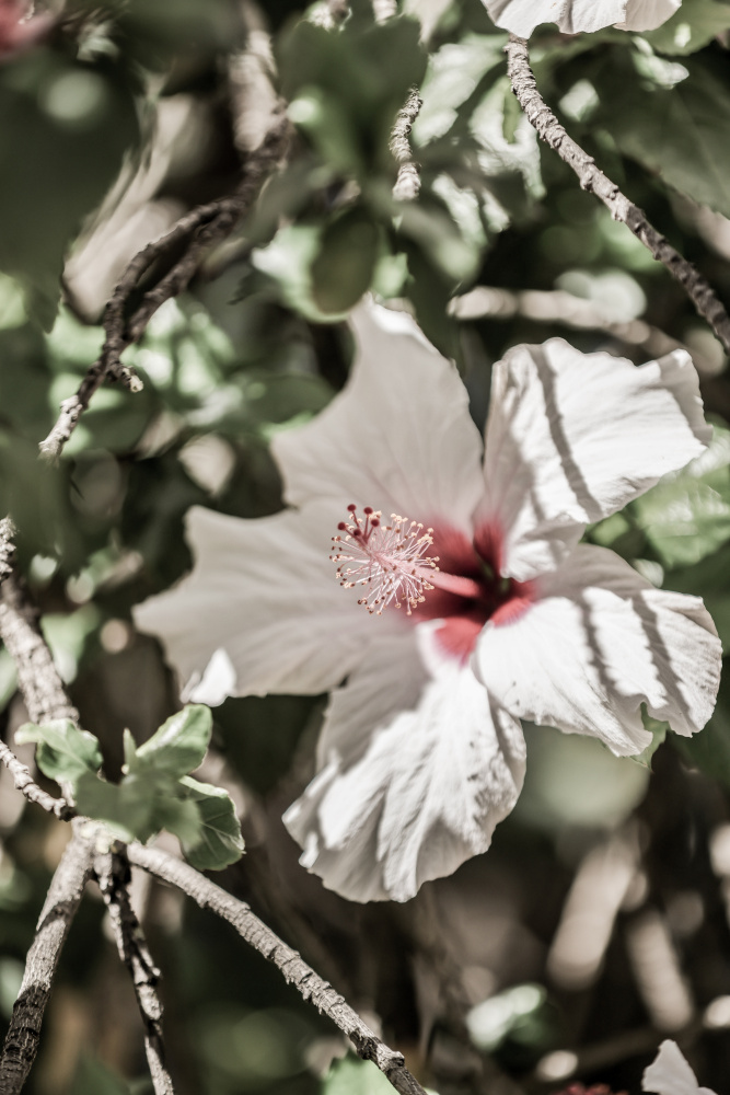 Pale Pink Hibiscus à Shot by Clint