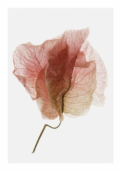 Bougainvillea Study No4