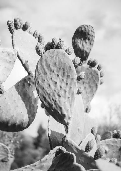 Cacti Cowboy No1