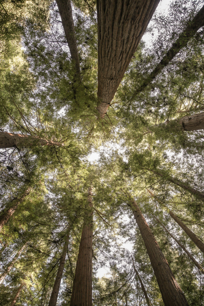 Reedwood Forest à Shot by Clint