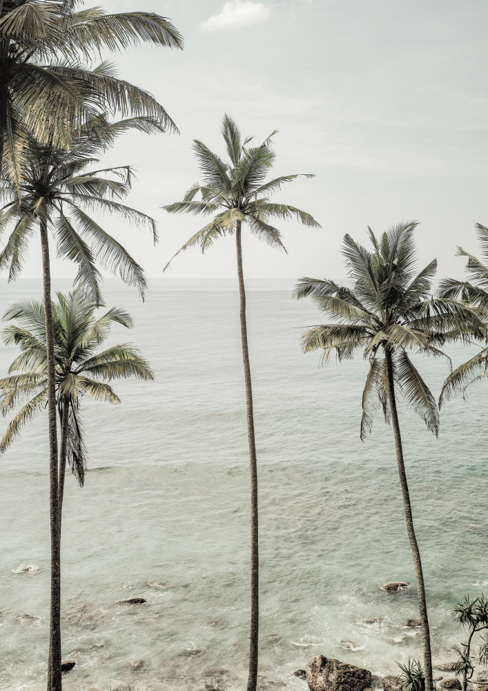 Tropical Dreams à Shot by Clint