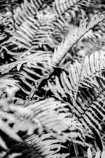 Forest Fern