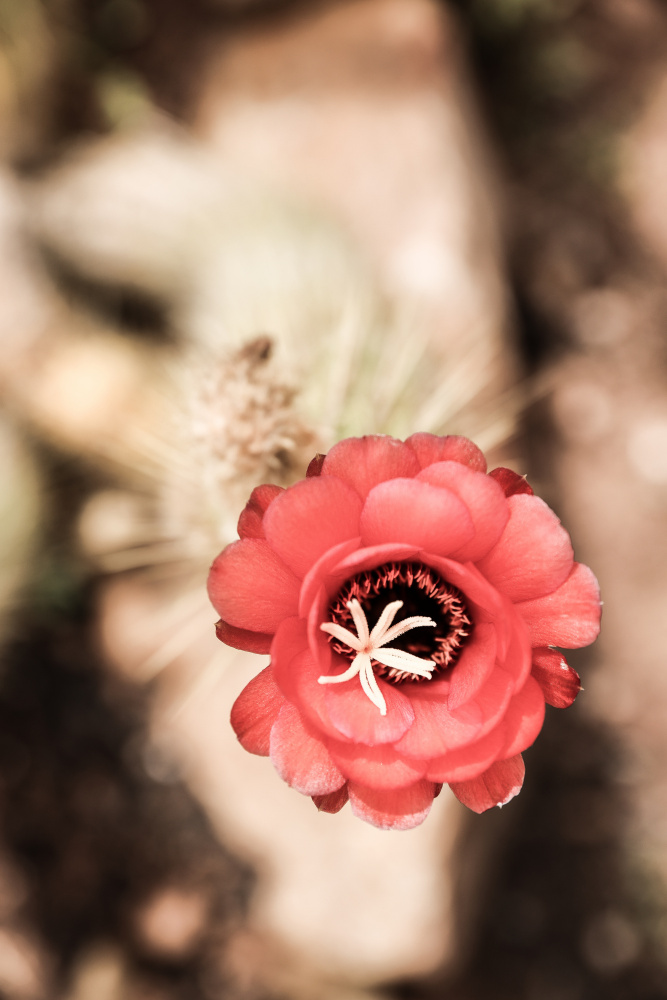 Desert Bloom à Shot by Clint