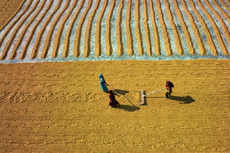 Women in rice mill