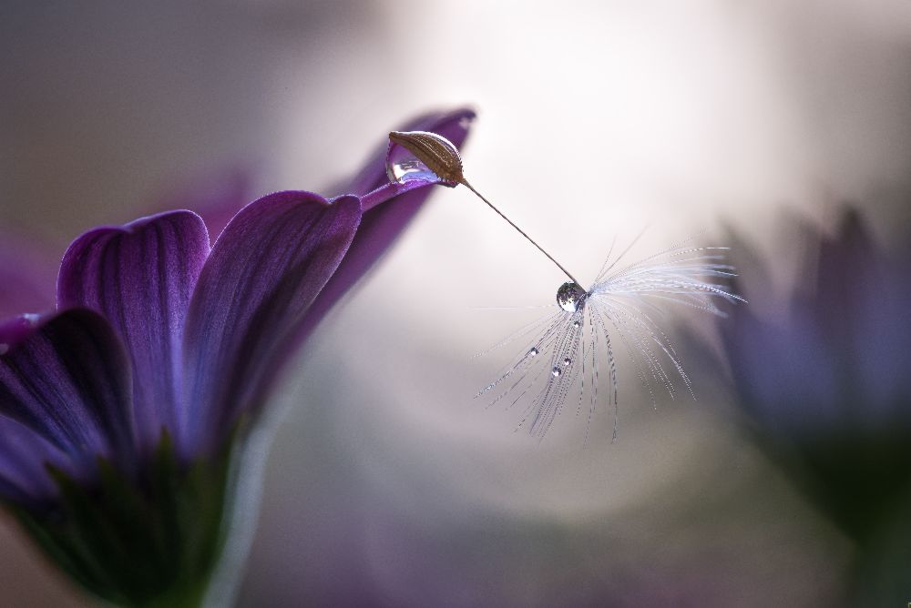 Purple rain à Silvia Spedicato