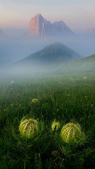 Protection of the Alps