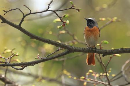 Common redstart