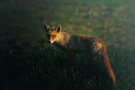 Mr.Fox