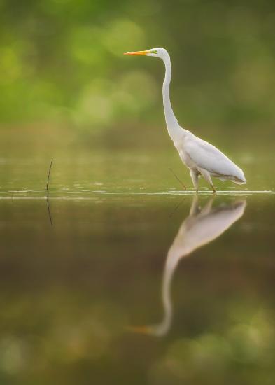 Great Egret