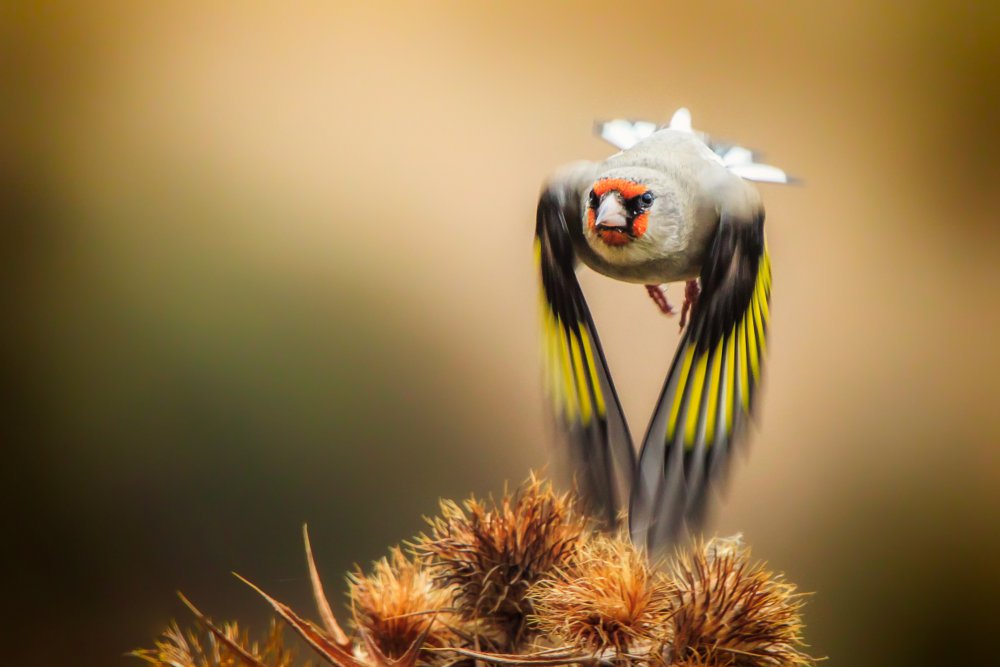 Goldfinch à Sina Pezeshki