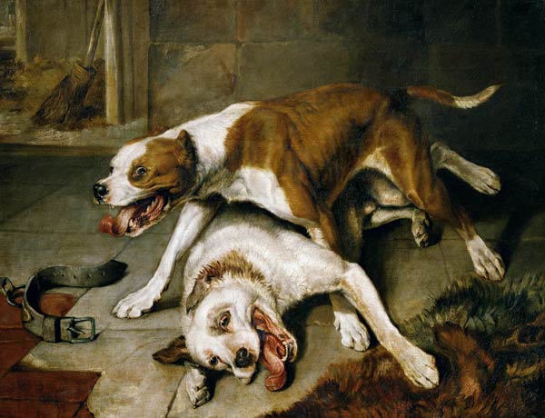 Fighting dogs à Sir Edwin Henry Landseer