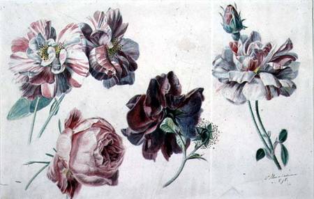 Roses à Sir Lawrence Alma-Tadema