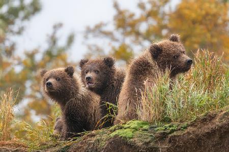 bear cubs