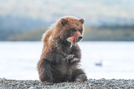 A bear cub and its yummy sockeye salmon tail