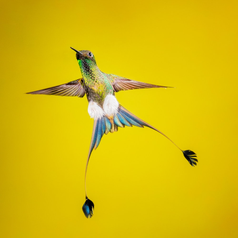 Booted rock-tail à Siyu and Wei Photography