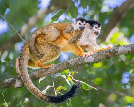 Mother and baby monkey