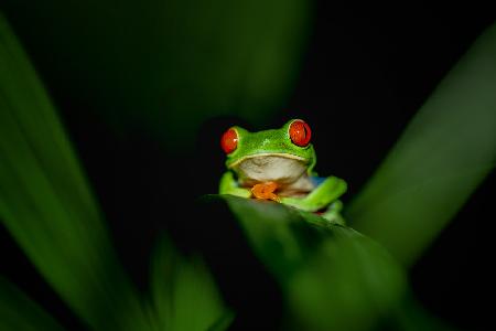 Red-eye tree frog