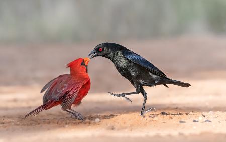 Black and Red