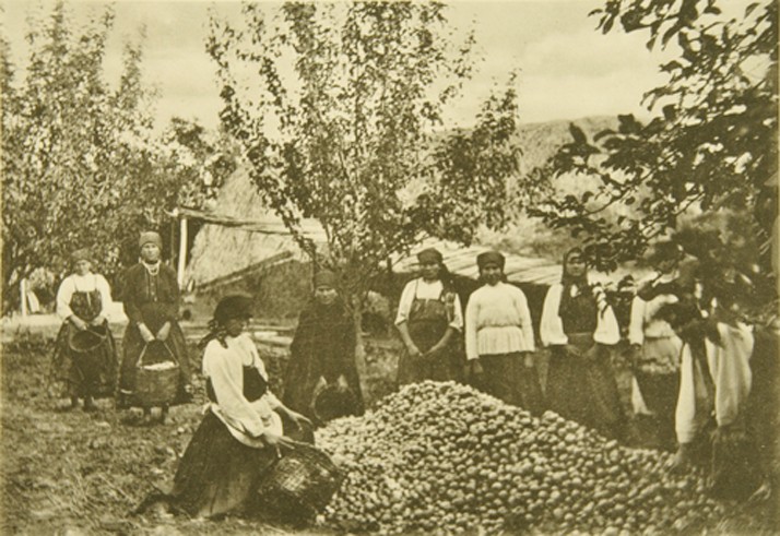 Apple harvest in the estate of Leo Tolstoy Yasnaya Polyana à Sophia Andreevna Tolstaya