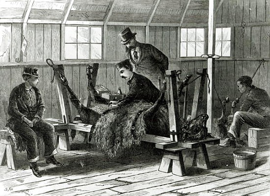 Taking virus from the calf, illustration from ''Harper''s Weekly'' in 1872 à Stanley Fox
