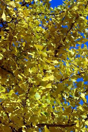 Ginkgo-Baum im Herbst