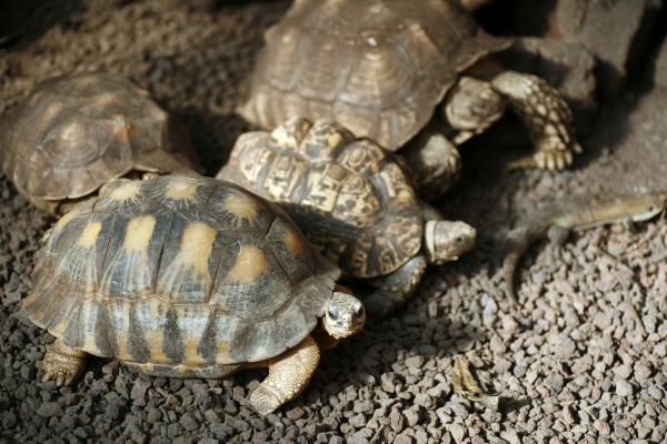 Schildkröten à Steffen Breyer