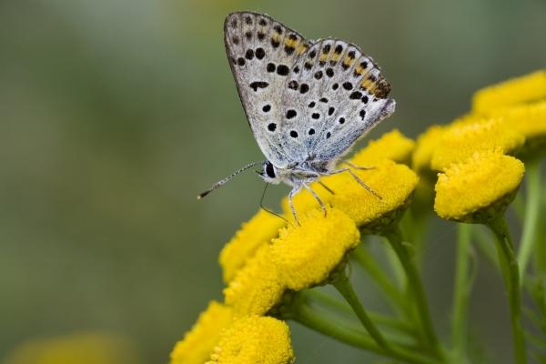 Schmetterling auf Blüte à Steffen Breyer