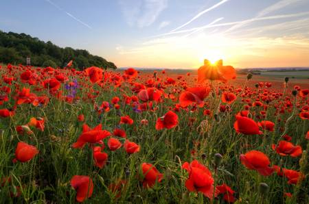 Coquelicot