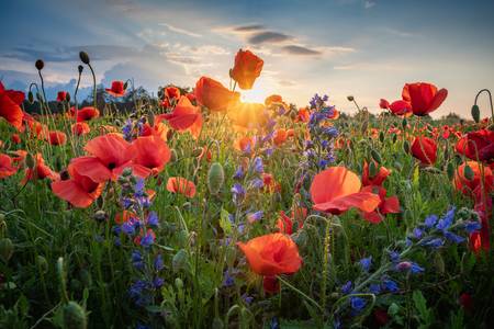 fleurs d\'été