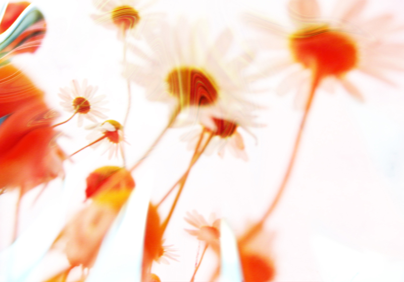 Sommenblumen wachsen dem Himmel entgegen à Stephan  Rossmann