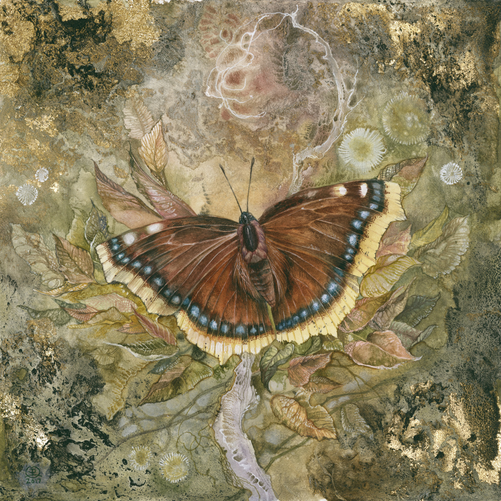 Mourning Cloak Butterfly à Stephanie Law