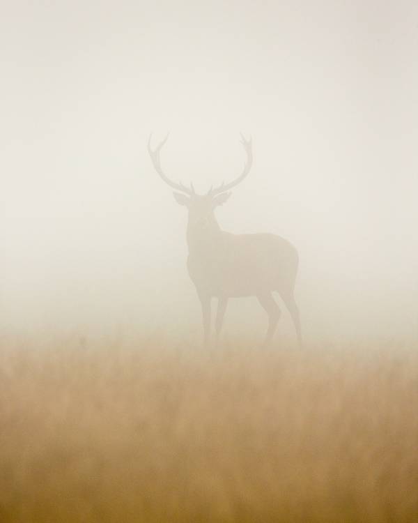 Ghost Stag à Stuart Harling