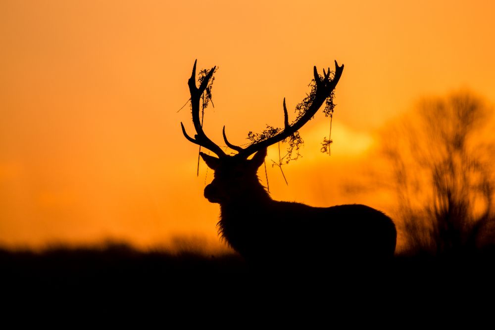 Red Deer Stag Silhouette à Stuart Harling