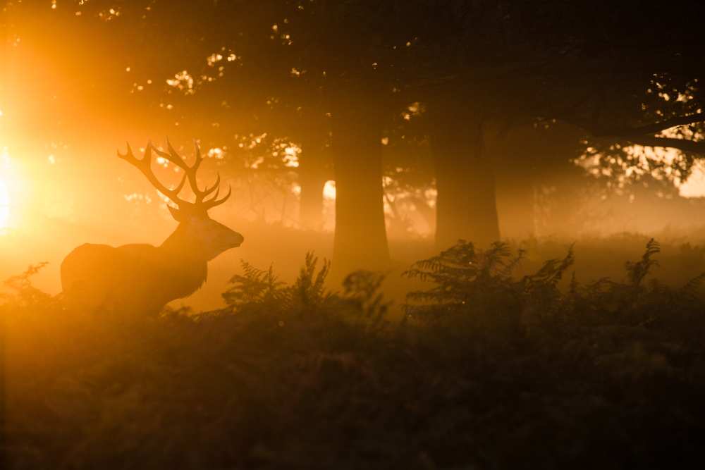 Stag in the mist à Stuart Harling