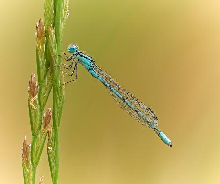 Delicate Damsel