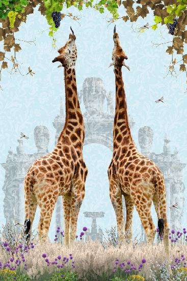 Giraffes enjoying Grapes